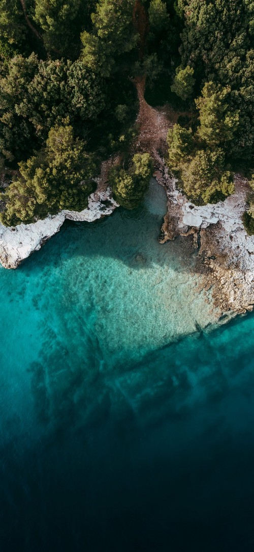 Раскраска водоросли . раскраска водоросли. Картинки раскраски.