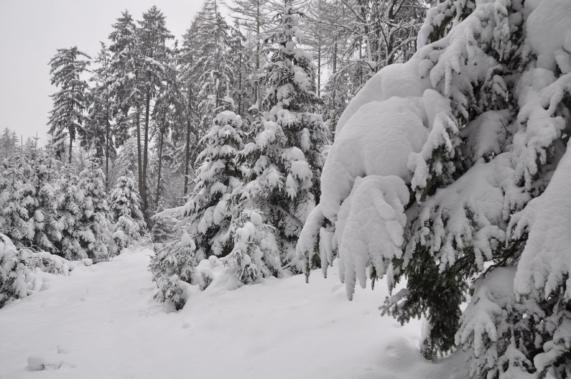 Обои дерево, снег, зима, замораживание, мороз в разрешении 3613x2400