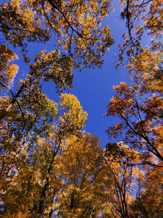 Обои ветвь, природа, желтый, прут, листопадные в разрешении 3024x4032