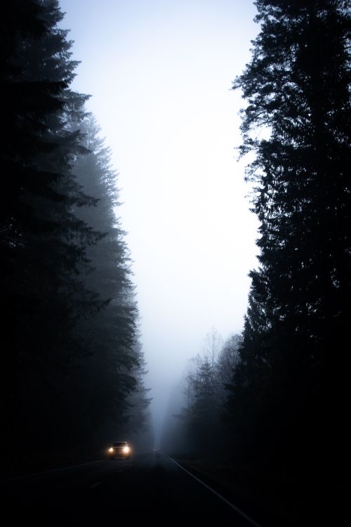 Обои елово пихтовые леса, черный, природный ландшафт, атмосфера, небо в разрешении 4000x6000