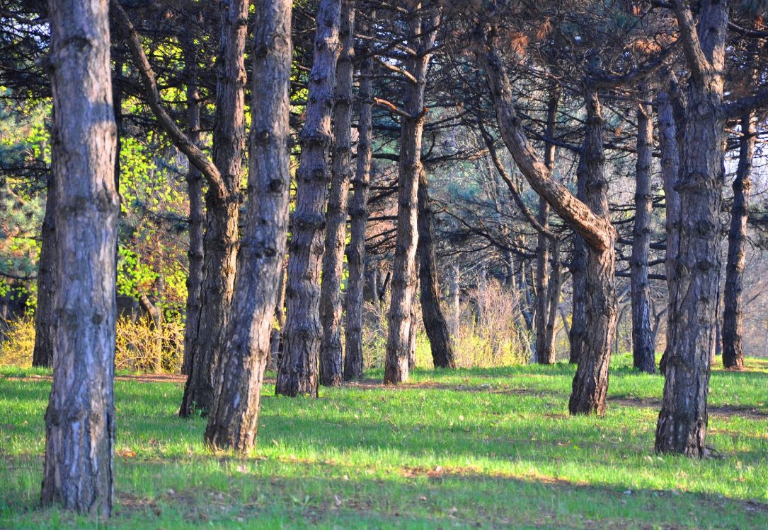Обои Хвойные, дерево, лес, лесистая местность, роща в разрешении 3936x2720