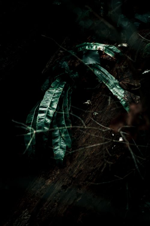 Обои рассада, лист, черный, темнота, зеленый в разрешении 3456x5184