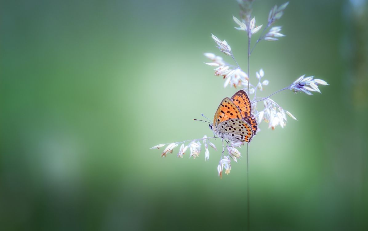 Обои бабочкамонарх, насекомое, бабочка, мотыльки и бабочки, беспозвоночных в разрешении 2048x1284