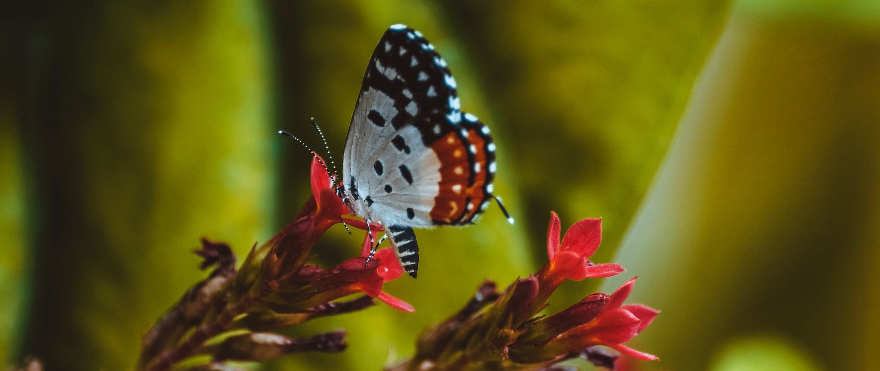 Обои насекомое, мотыльки и бабочки, бабочка, lycaenid, беспозвоночных в разрешении 2560x1080