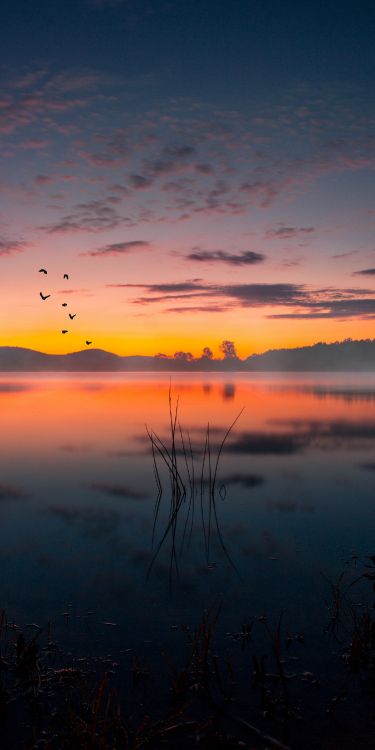 Обои закат, облако, вода, атмосфера, растение в разрешении 1500x3000