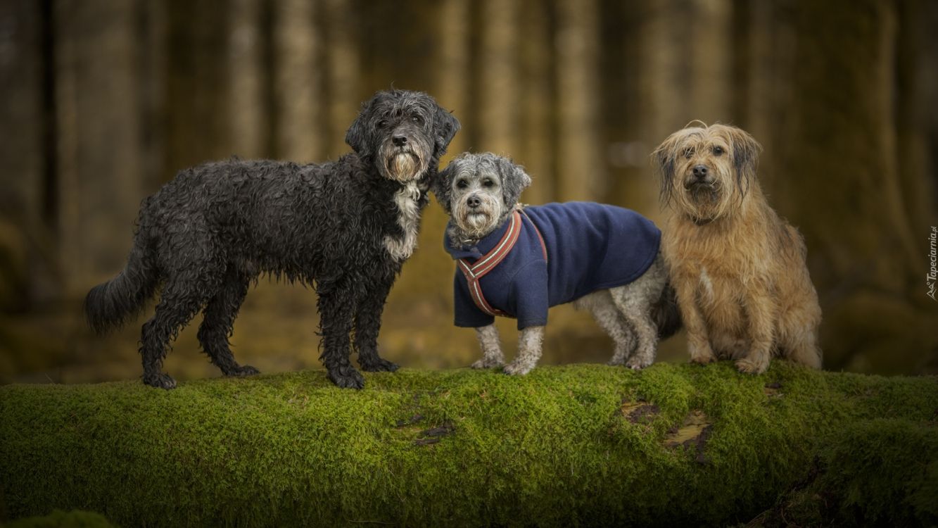 Обои дерево, пес, собака породы, порода, собака в разрешении 2048x1152