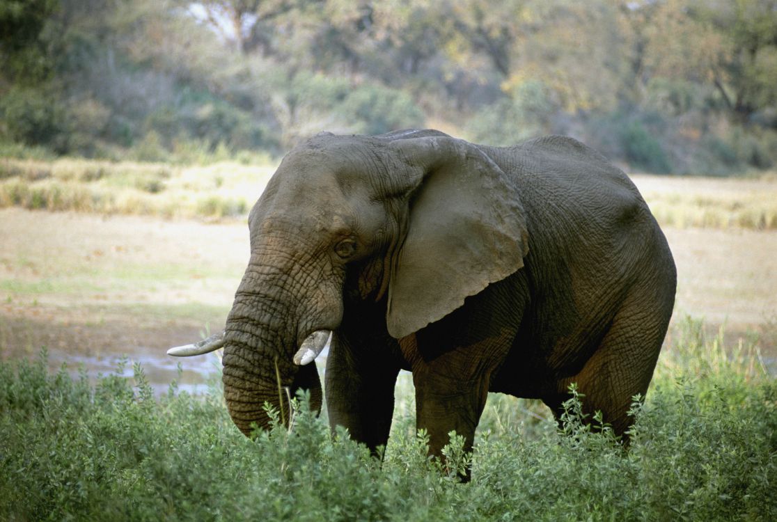 Обои Слон, бивень, наземные животные, живая природа, слоны и мамонты в разрешении 4997x3358