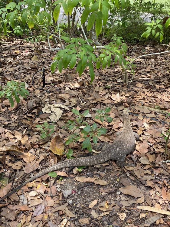 Обои биология, наука, водоем, природа, растительность в разрешении 1536x2048