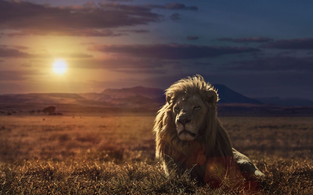 Обои Лев, кошачьих, большая кошка, живая природа, сенокосное угодье в разрешении 2048x1277
