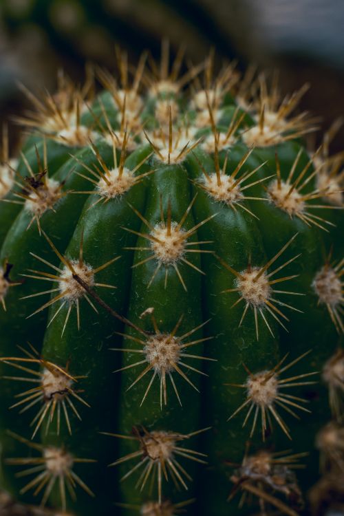 Обои кактус, Сан-Педро кактус, Треугольник кактус, наземное растение, растительность в разрешении 4000x6000