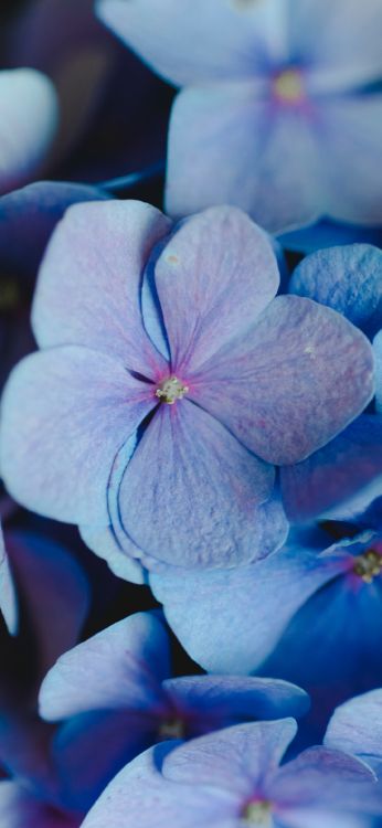 Обои in bloom 2024 вокальный танцевальный микс, Вокал транс, украденный, soundcloud, цветной в разрешении 1080x2340