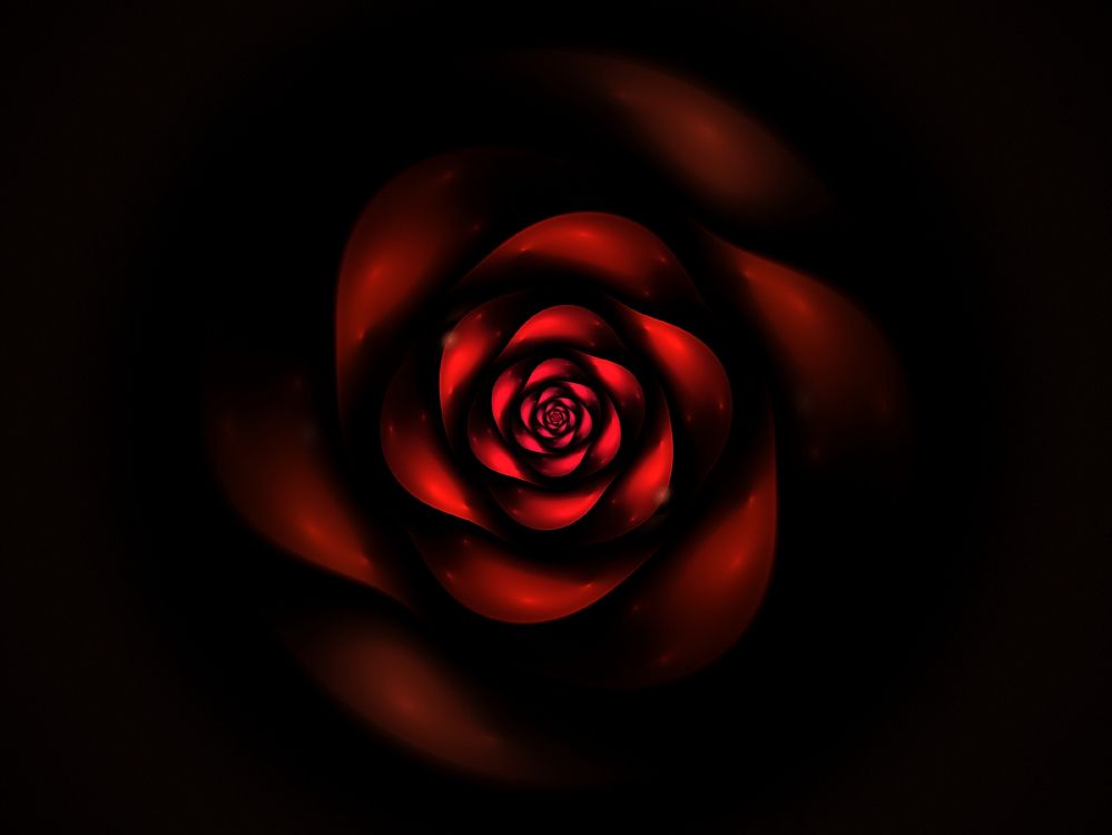 Обои красный цвет, Роза, сад роз, лепесток, цветок в разрешении 3200x2402