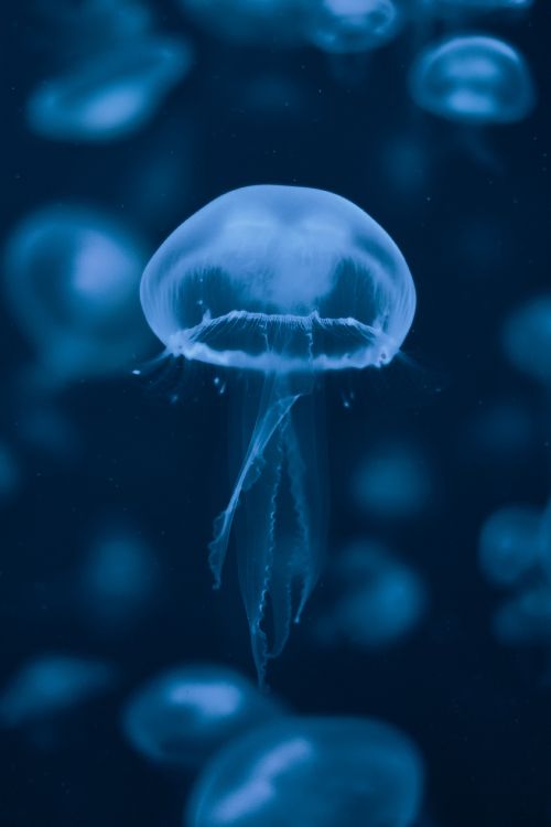 Обои Медуза, вода, синий, cnidaria, биолюминесценция в разрешении 3158x4736