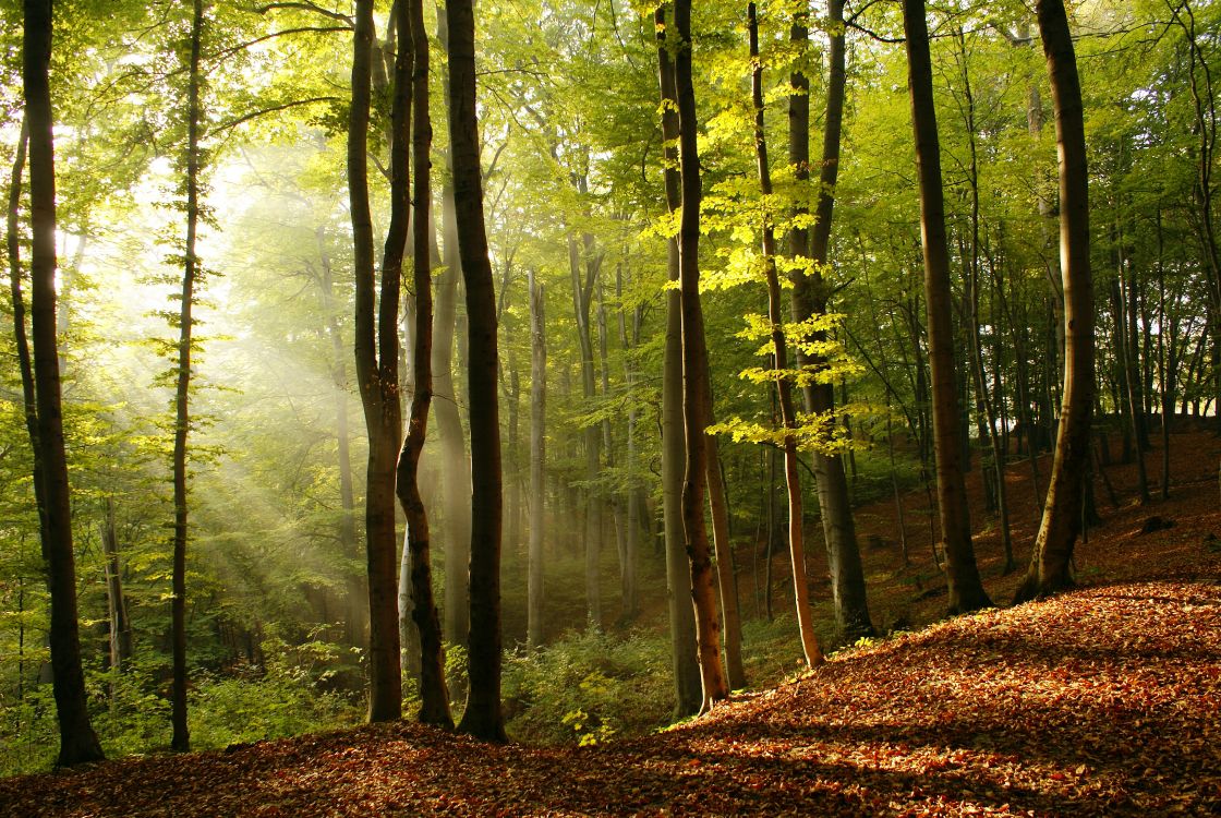 Обои лес, дерево, природный ландшафт, Люди в природе, природа в разрешении 7744x5184