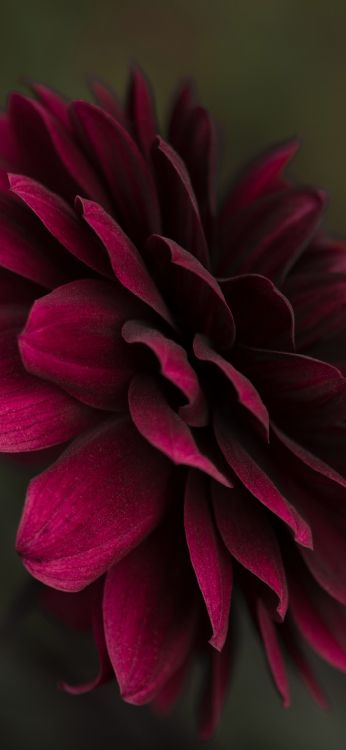 Обои цветок Шубх Сакал, цветочный дизайн, цветок, растение, лепесток в разрешении 1080x2340