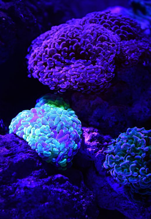 Обои коралловый риф, риф, синий, каменистых кораллов, коралл в разрешении 3621x5235