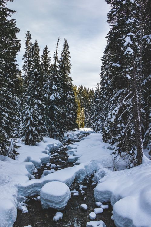 Обои зима, снег, дерево, замораживание, дикая местность в разрешении 3030x4546
