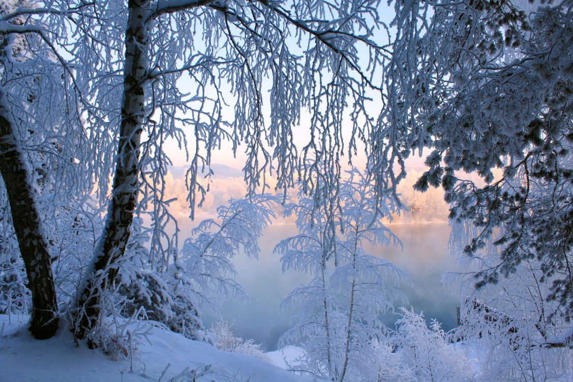 Обои зима, снег, природа, дерево, мороз в разрешении 2880x1920