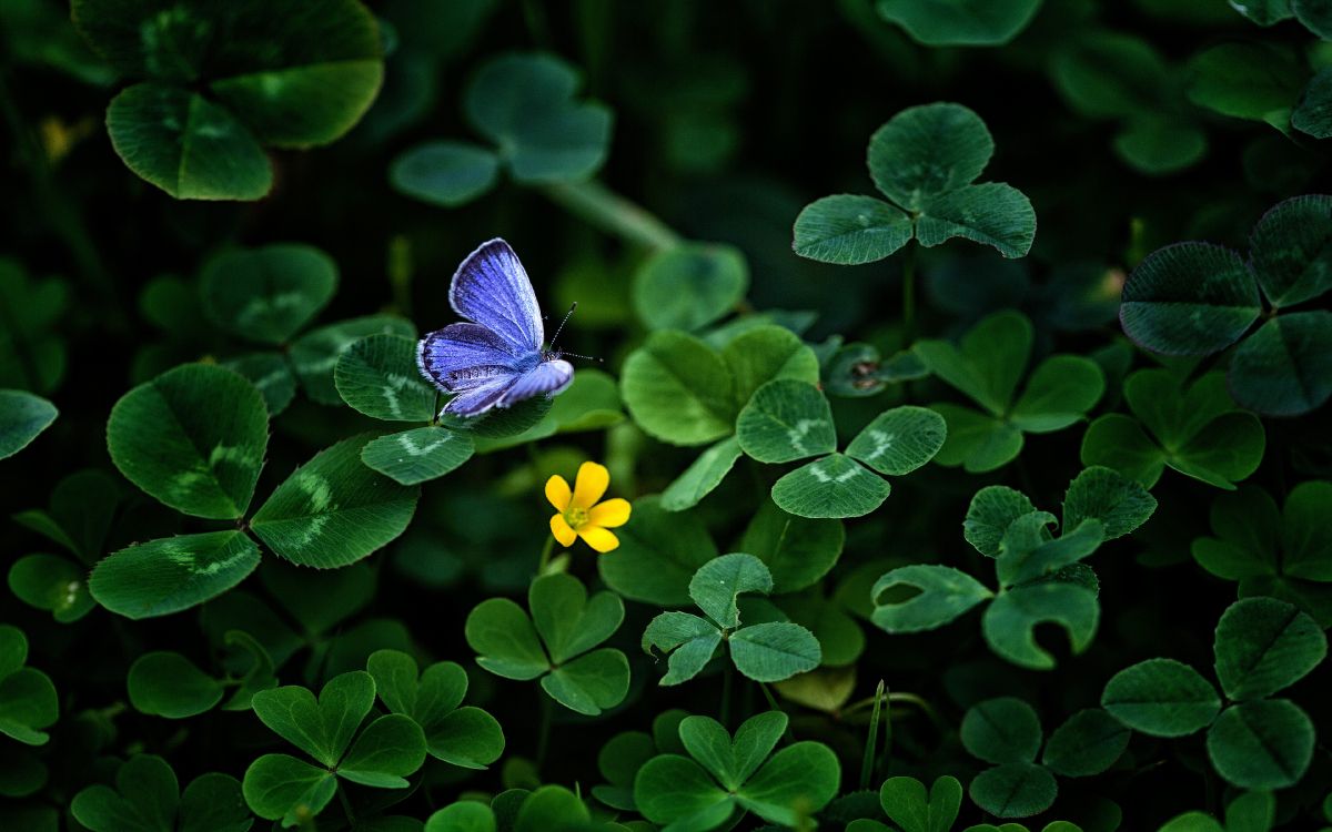 Обои зеленый, лист, синий, насекомое, бабочка в разрешении 3840x2400
