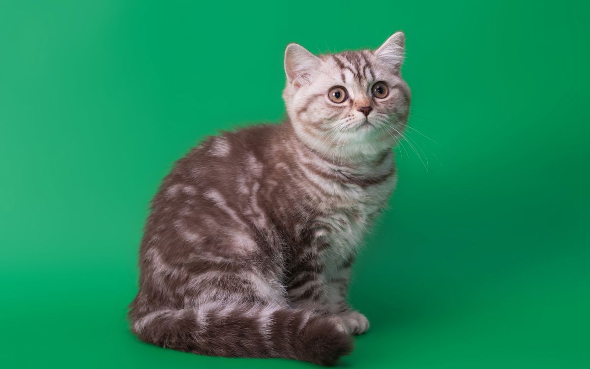 Обои кот, ли дракон, американская жесткошерстная кошка, млекопитающее, кошки малого и среднего размера в разрешении 2880x1800