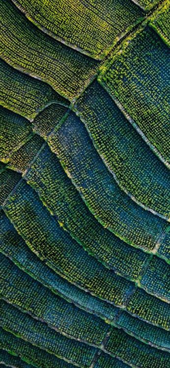 Обои лист, лазурный, Аква, полутона и оттенки, узор в разрешении 1080x2340