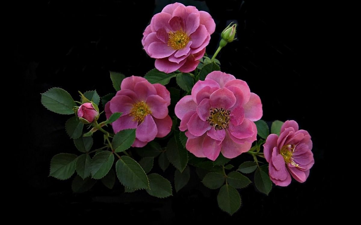 Обои цветковое растение, лепесток, розовый, семья Роуз, мизинец в разрешении 1920x1200