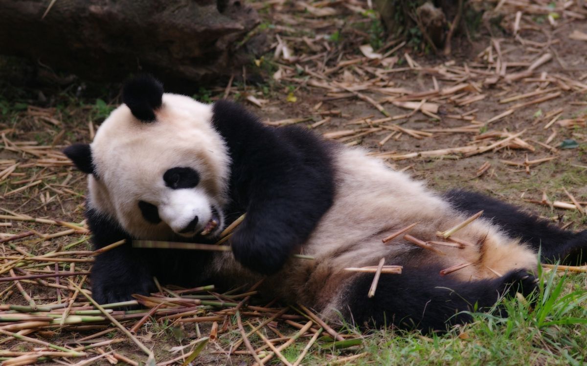 Обои гигантская панда, Красная панда, наземные животные, медведь, живая природа в разрешении 2560x1600