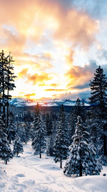 Зима обои на iPhone 6, 6S, 7, 8, лучшие 750x1334 картинки | Akspic