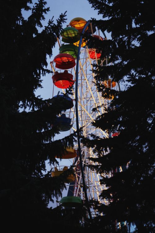 Обои дерево, растение, достопримечательность, небо, туризм в разрешении 2000x3000