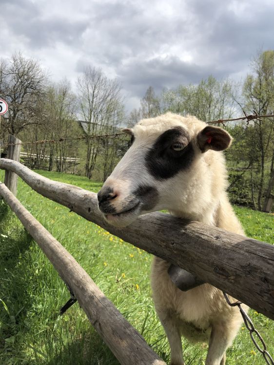 Обои Карпаты, овца, коза, выгон, ветвь в разрешении 1536x2048