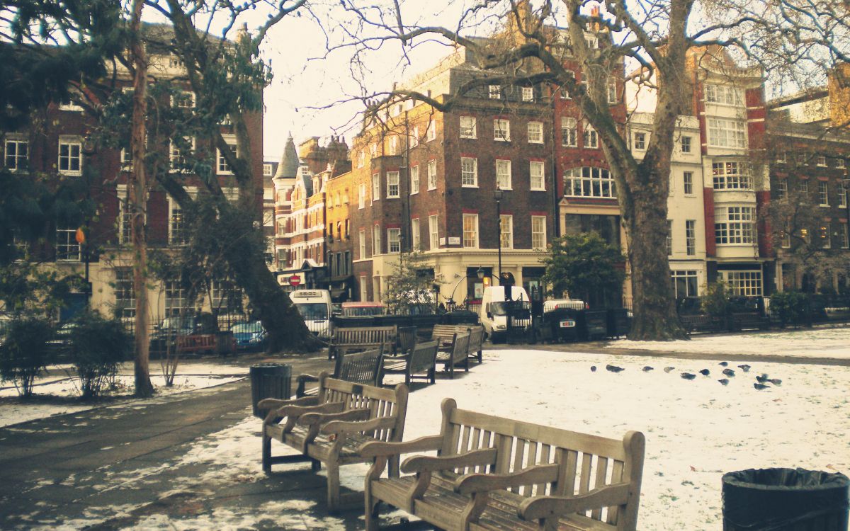 Обои дерево, городок, соседство, город, здание в разрешении 2560x1600