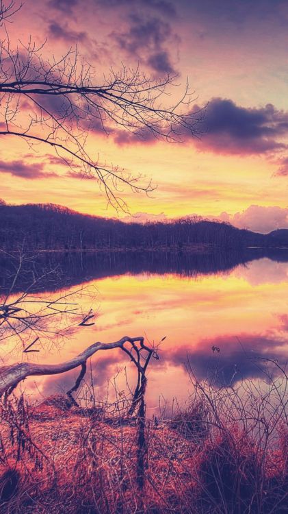 Обои природа, природный ландшафт, ветвь, отражение, дерево в разрешении 1080x1920