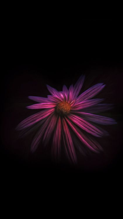 Обои цветок, черный, растение, лепесток, пурпур в разрешении 1080x1920