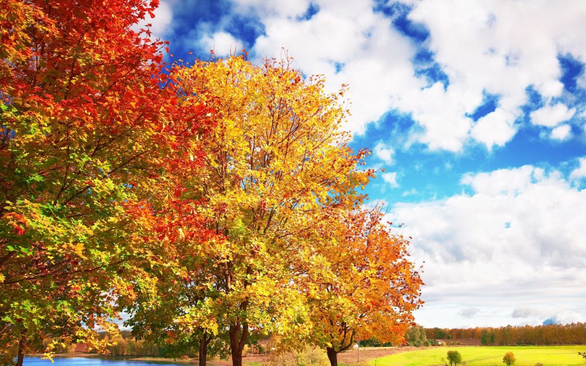 Обои дерево, лист, природа, осень, кленовое дерево в разрешении 2560x1600