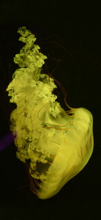 Обои человеческое тело, скульптура, растение, арт, жидкий в разрешении 1080x2340