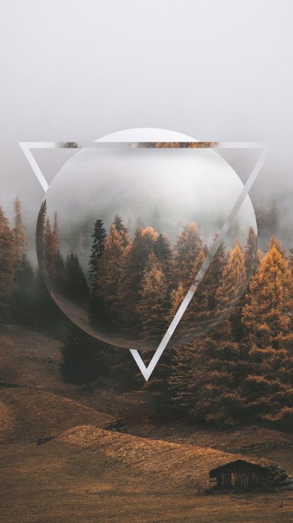 Обои осень, растение, окружающая среда, ветвь, природный ландшафт в разрешении 1440x2560