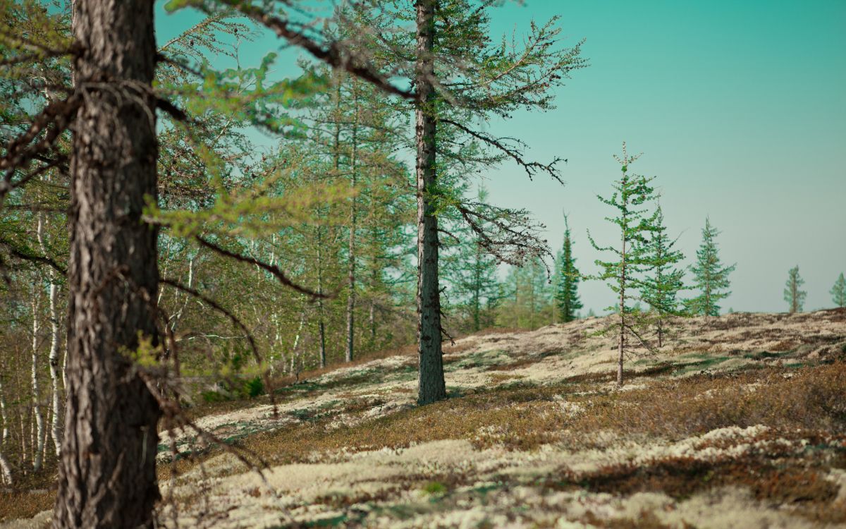 Обои растительность, лес, лесистая местность, тундра, экосистема в разрешении 2560x1600