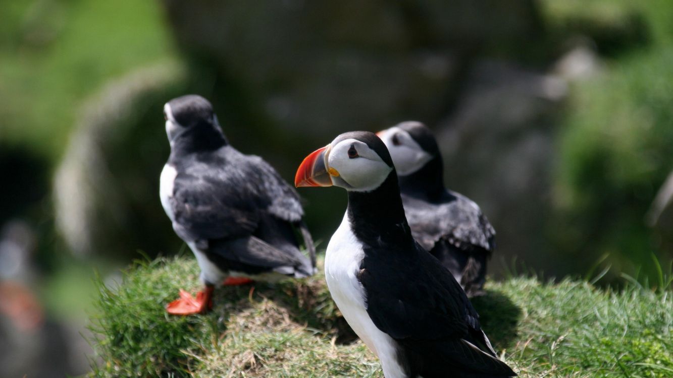 Обои Атлантический Буревестник, гагарка, птица, тупик, клюв в разрешении 3840x2160