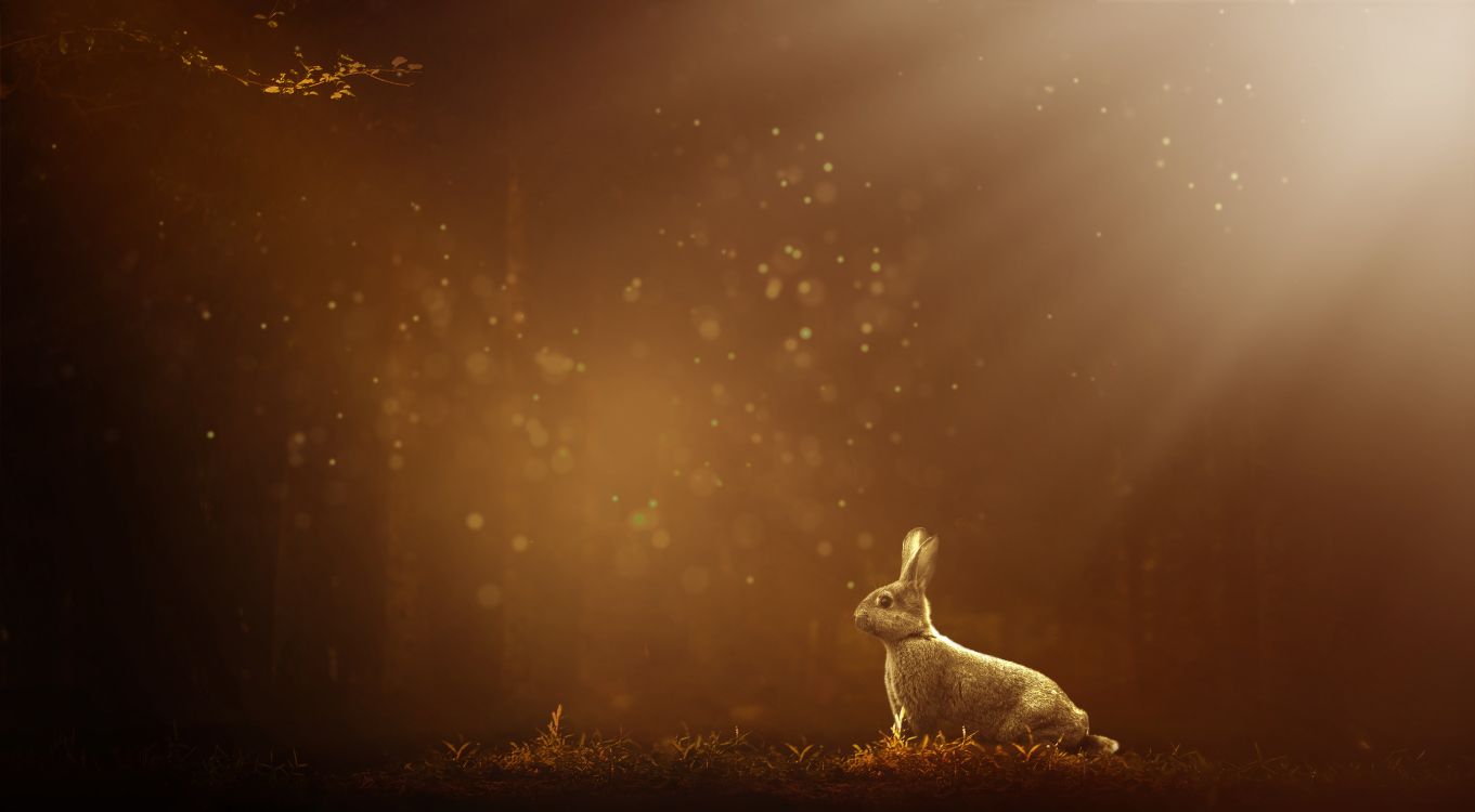 Обои кролик, атмосфера, заяц, утро, Кролики и зайцы в разрешении 11092x6108