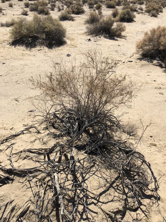 Обои Флора, песок, растительное сообщество, кустарник, полукустарник в разрешении 1536x2048