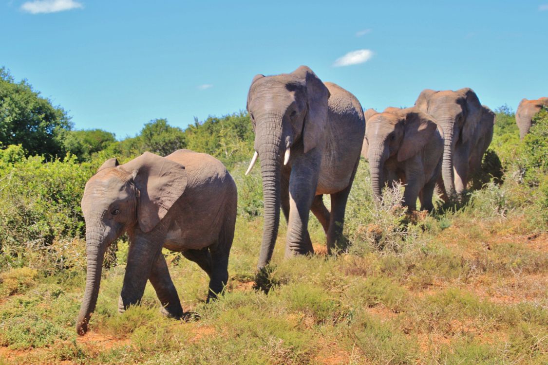 Обои африканский слон Буша, Слон, слоны и мамонты, наземные животные, живая природа в разрешении 4752x3168