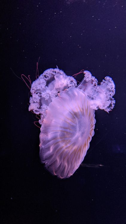 Обои Медуза, морская биология, наука, морские беспозвоночные, растение в разрешении 2268x4032