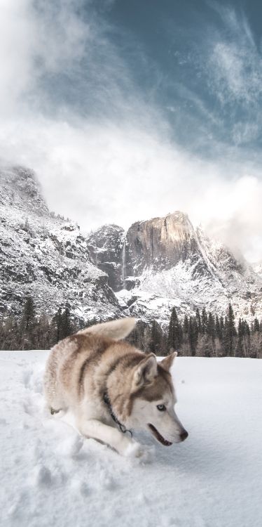 Обои Себирская Хаски, облако, снег, датский дог, гора в разрешении 1778x3557