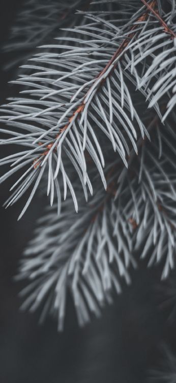 Обои ель, ветвь, сосна, дерево, пихта в разрешении 1080x2340