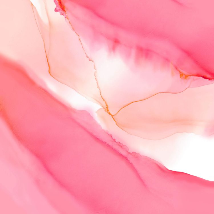 Обои Huawei, Huawei Honor 20, huawei honor 20 pro, цветок, красный цвет в разрешении 2340x2340