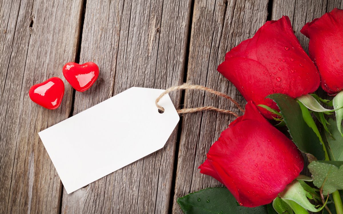 Обои красный цвет, лепесток, цветок, Роза, дата рождения в разрешении 2560x1600