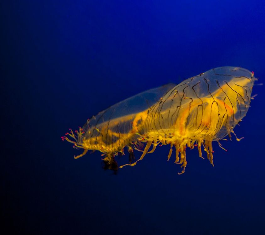 Обои nokia 8 акции, Нокиа 8, Nokia, смартфон, андроид в разрешении 2160x1920