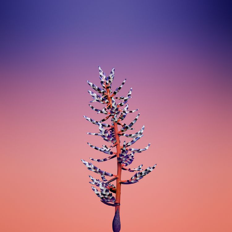 Обои iOS 11, apple, ios, розовый, ветвь в разрешении 2524x2524