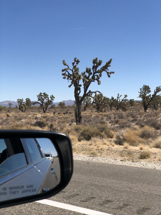 Обои дорога, Король, автомобильное зеркало, Автомобильное боковое зеркало, растительное сообщество в разрешении 1536x2048