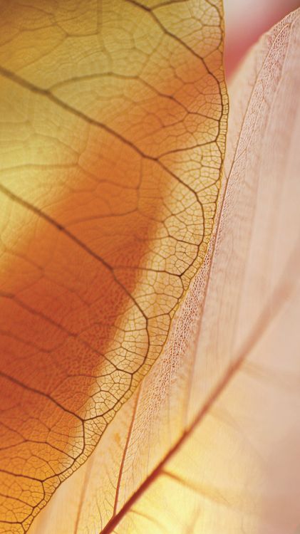 Обои ZTE, ZTE Nubia Z17s, лист, Нубия Z17, Нубия в разрешении 1080x1920